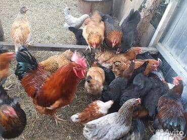 куры доминанты: Продаю | Петух, Цыплята, Куры | Арбор айкрес, Брама, Леггорн | На забой, Для разведения, Несушки — 1