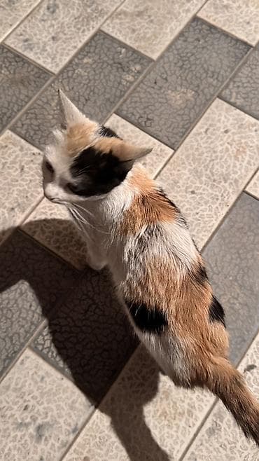 донской сфинкс кошка: Кошка даром: Беспородная, Девочка — 2