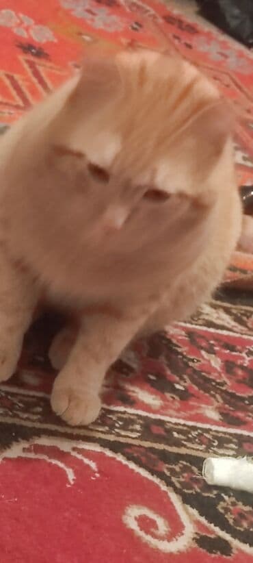 где купить кошку в бишкеке: Кошка даром: Беспородная, Мальчик, Приучена к лотку — 4