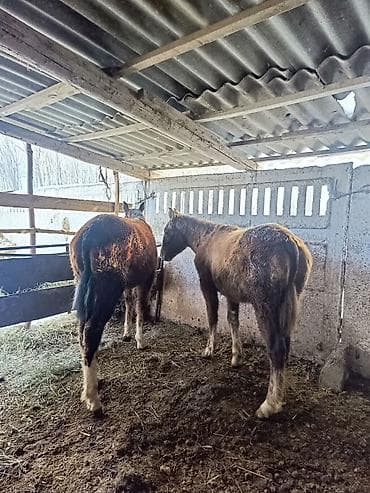 жугору сатам: Сатам | Бээ (ургаачы) | Жумушка | Асыл тукумдуу — 6