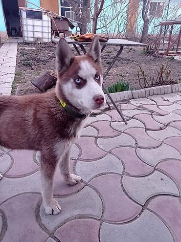 Хаски, 7 месяцев, Самка