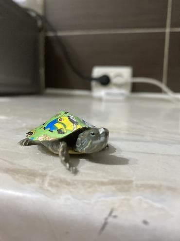 ат жаптык: СРОЧНО 🚨 ЧЕРЕПАХА ОТДАМ В ДОБРЫЕ РУКИ — 2