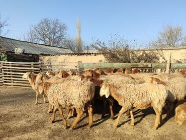 домик для кошки на улицу: Продаю | Ягненок | Для разведения | Ярка — 3