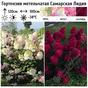 азотная: Саженцы — 1