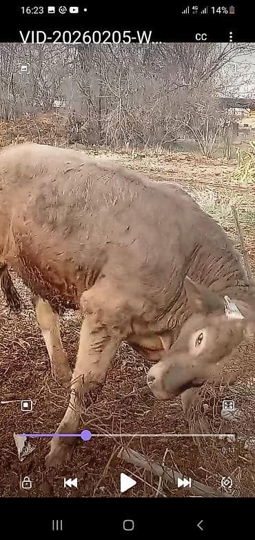 Продаю | Бык (самец) | Швицкая, Симментальская | На откорм