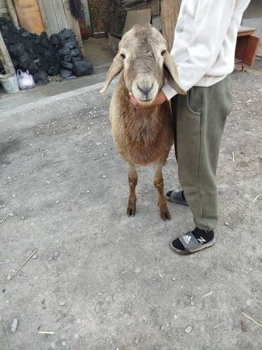 Аквариумы: Продаю | Баран (самец) | Для разведения | Племенные — 4