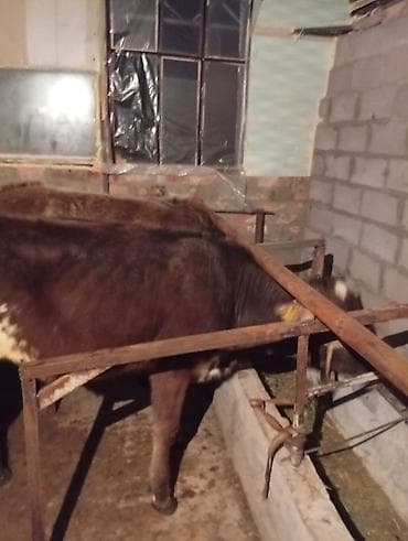 Продам с/х животных: Продаю | Корова (самка) | Привязанные — 2