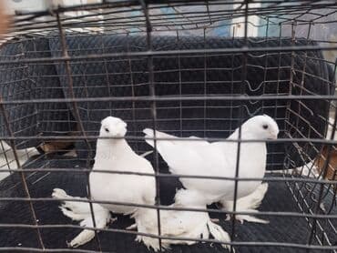 Зоотовары: Птицы — 2