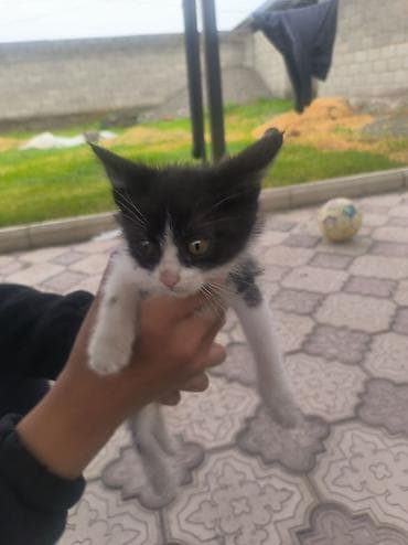 Кошки: Отдам котят в добрые руки, 3 месяца котятам, все мальчики — 3