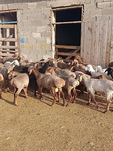 Продаю | Овца (самка) | Для разведения | Матка at lalafo.kg Продаю | Овца (самка) | Для разведения | Матка