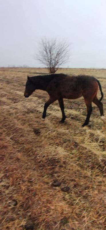 английский тай: Продаю | Жеребенок | Рабочий — 1
