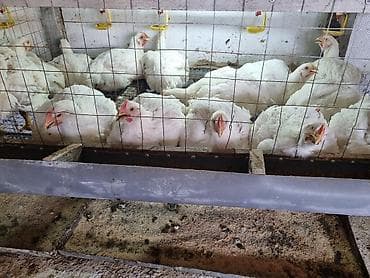 ат бишкек: Продаются домашние бройлеры мясного кросса. ✅ Живой вес — 255 сом/кг — 6