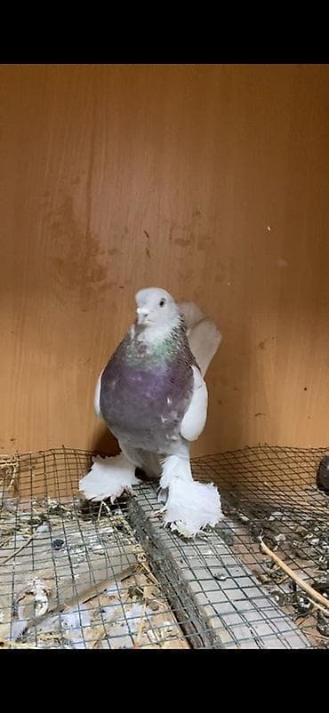 яйца цена: Самец сиреневый сам за 2500 брал убираю самцов много — 2