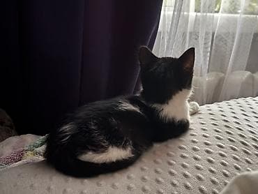мышык берем: Мышык бекер берилет: Породасыз, 4 айлык, Эркек, Лотокко барууга үйрөтүлгөн — 3
