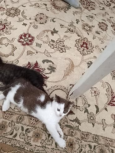 Кошки: Кошка даром: Экзотическая, 2 месяца, Мальчик — 2