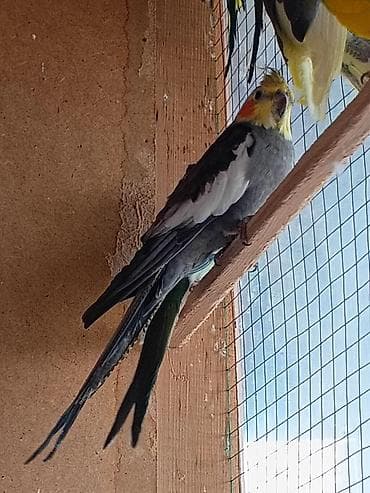 Собаки: Попугаи для дома и вольера — несколько видов и окрасов. - Кореллы — 2