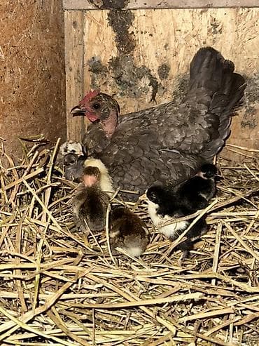 купить александрийского попугая: Продаю | Куры | Домашняя | Для разведения — 1