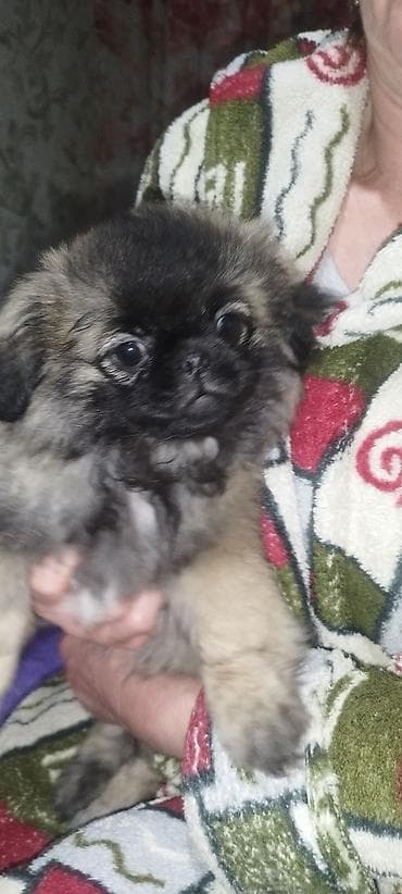 Продажа собак: "щенки пекинес, мальчик и девочка,почти 3 месяца привитые — 1