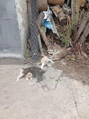 котята дворняжки: Отдам котят 2х месячные — 2