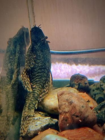 гуппи: Продаются 2 аквариума с рыбками гуппи 🐠 В комплекте: ^ два ухоженных — 1