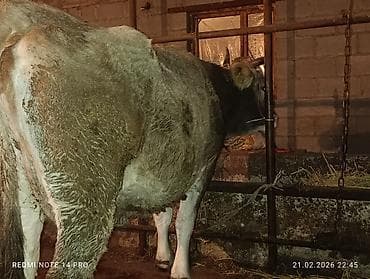 Аквариумы: Продаю | Тёлка | Швицкая | На откорм, На забой, Для разведения | Племенные, Привязанные — 4