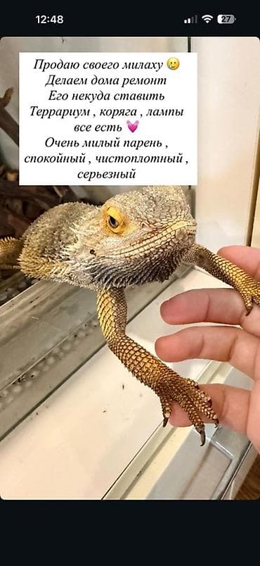 коряга: Бородатая агама (самец). Спокойный, ручной, аккуратный и серьезный — 1