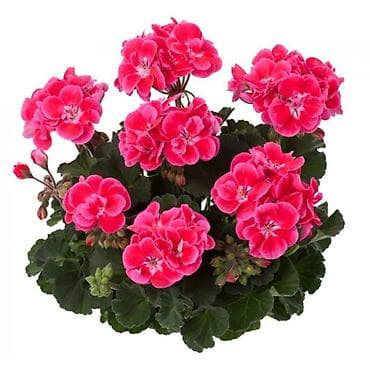 детки бегонии: Комнатные растения — сорта и черенки 1) Сенполия (фиалка) махровая, с — 10