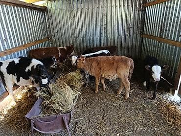 купить индюшат бройлеров: Продаю | Музоо, торпок | Полукровка | На откорм — 2