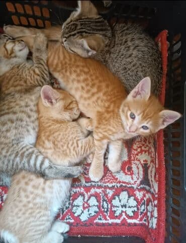 бенгальский кот домашний: Мышык бекер берилет: Породасыз, Эркек — 4