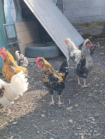 сибирская кошка: Продаю петушков 5 месяцев, не крупные — 5