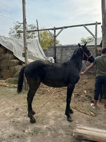 куры доминанты: Продаю | Жеребенок | Конный спорт — 7