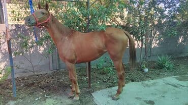 продаю охотничий собаку дратхар: Продаю | Конь (самец) | Полукровка — 2