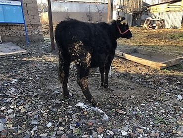 Грызуны: Продаю | Бык (самец) | На откорм, Для разведения — 4