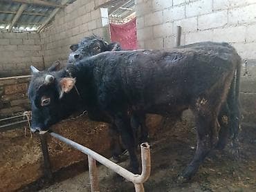 телка на забой: Продаю | Бык (самец) | На откорм | Привязанные — 5