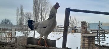 с переездом: Продаю | Петух | Домашняя | Для разведения — 1