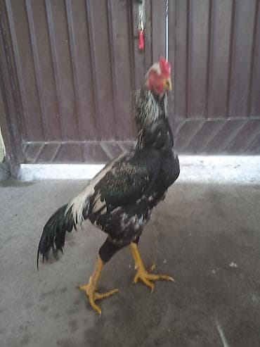 А/ч жаныбарларын сатам: Сатам | Короздор | Көбөйтүү үчүн — 2