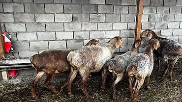 бычки 1 5: Продаю | Овца (самка) | На забой | Племенные — 4