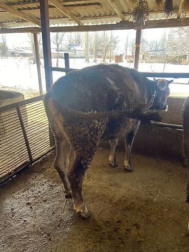 телки швиц: Продаю | Корова (самка) | Для разведения | Нетель — 4