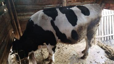 продаю дойных коров: Продаю | Корова (самка), Бык (самец) | Голштин | Для разведения | Привязанные — 7