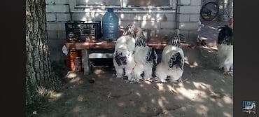 Животные: Продаю | Куры | Брама | Для разведения — 3