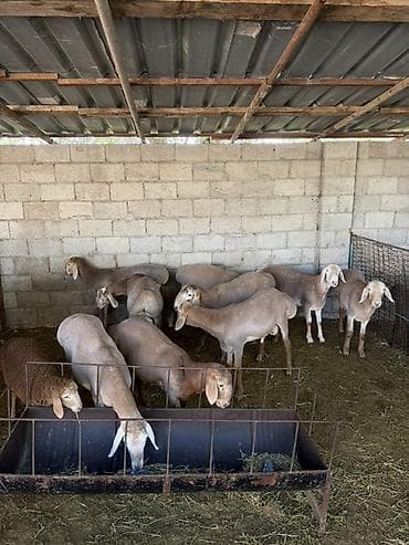 сабака як: Продаю | Овца (самка) | Для разведения | Матка — 2