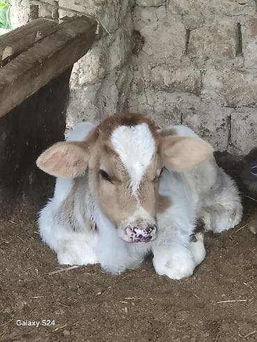 кормы для рыбы: Продаю | Музоо, торпок | Для разведения | Искусственник — 3