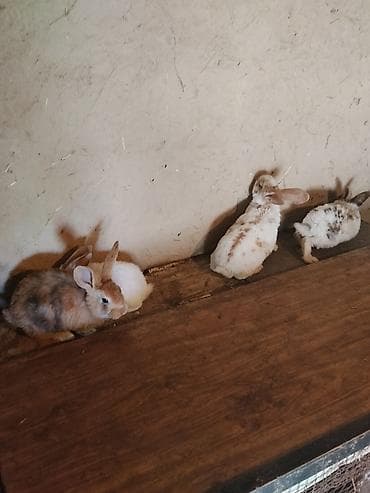 балинезийская кошка: Продаю крольчат породы Рекс — 2