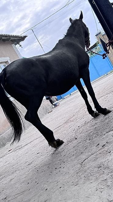 иттер ош: Сатам | Бээ (ургаачы) | Көбөйтүү үчүн | Асыл тукумдуу — 2