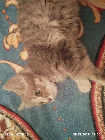 шотландская коричневая кошка: Котёнок серо-дымчатого окраса с тигровыми отметинами. Короткая — 3