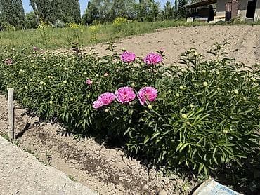 торф цена бишкек: Пионы большом количестве звоните — 6