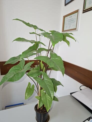 аквариум цена бишкек: Сингониум мохито, большой горшок много растений 500 сом Пальма — 8