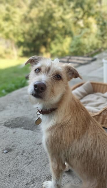 Собака даром: Дворняжка, 1 год, Самка, С прививкой