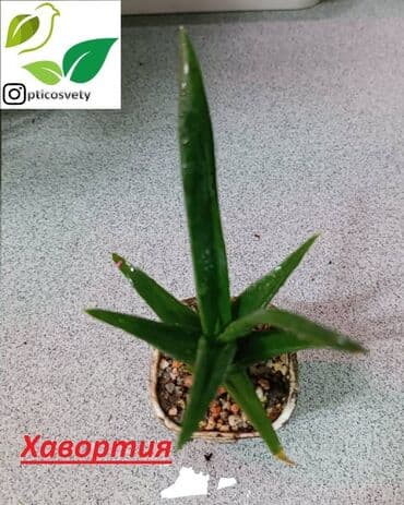 полка для цветов с подсветкой: Продаю комнатные цветы в ассортименте — 15