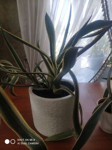 аквариум для форели: Продаю комнатное растение агава цена — 6